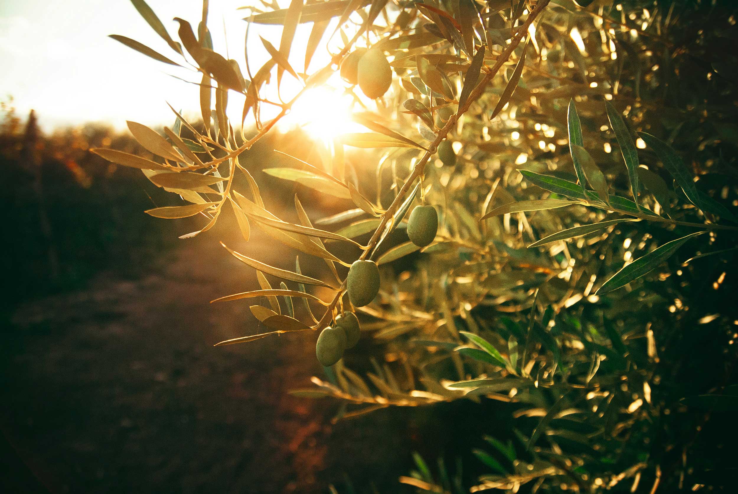 Sunlight streaming through the branches of an olive tree