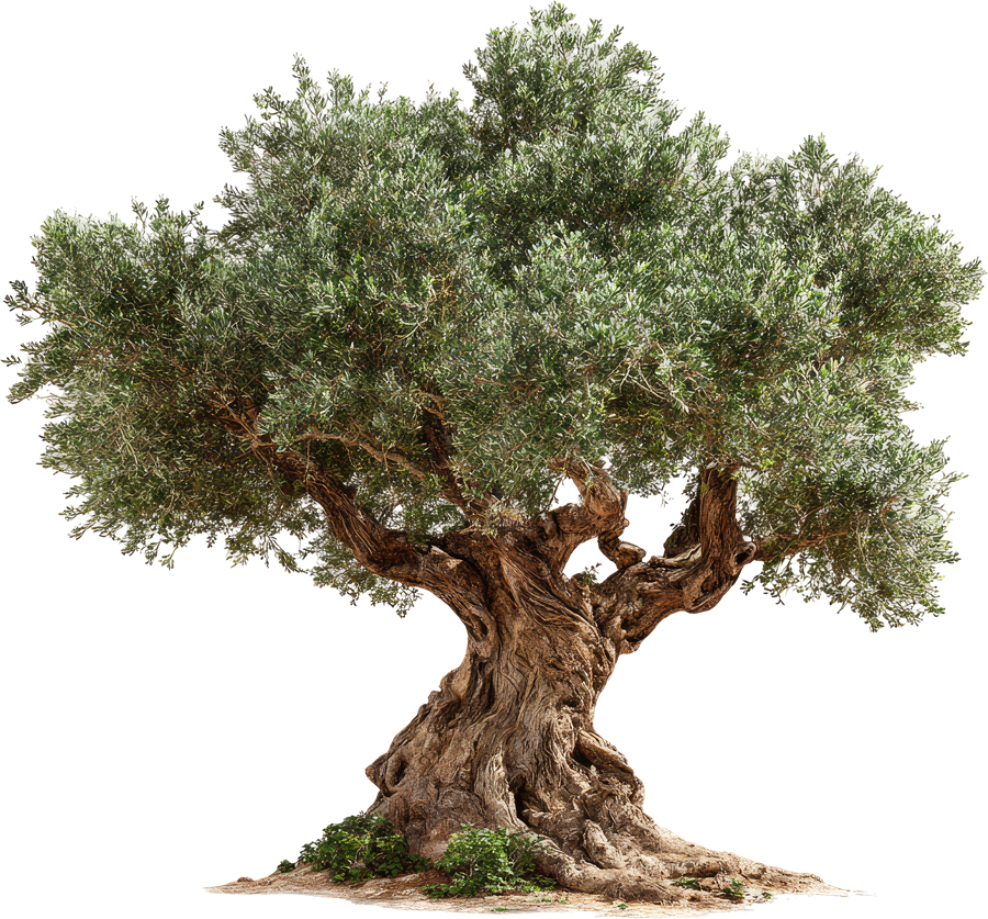 An illustration of a vigorous, ancient olive tree